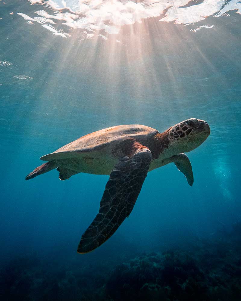 Schildkröte unter Wasser auf Yakushima Island, Japan