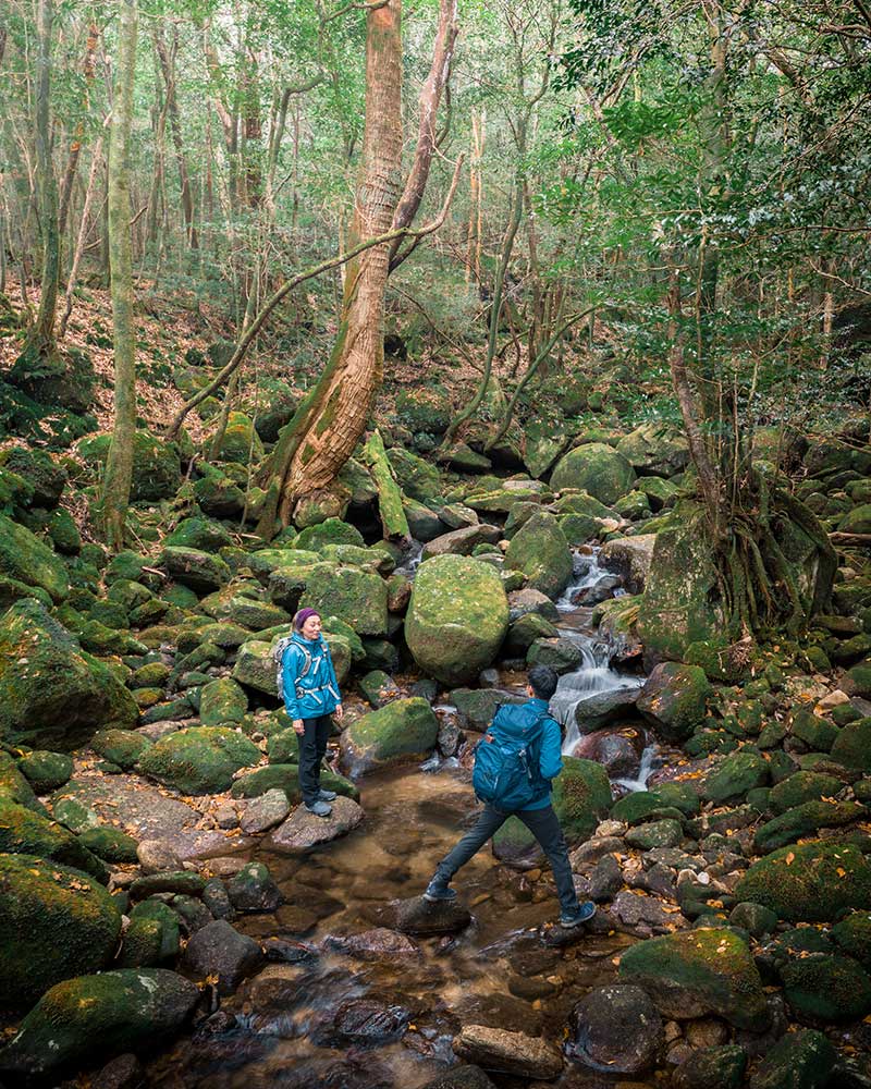 Wandern durch die Wälder Yakushima Islands